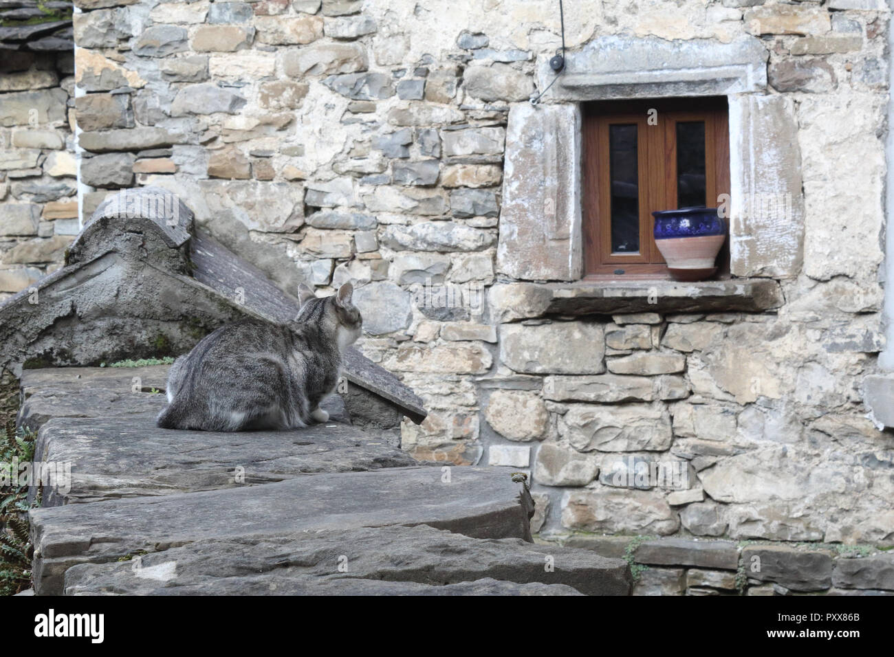 A white and grey cat staring at a wooden window of a stone made rustic house in the rural town of Torla, in the Aragon Pyrenees, Spain Stock Photo