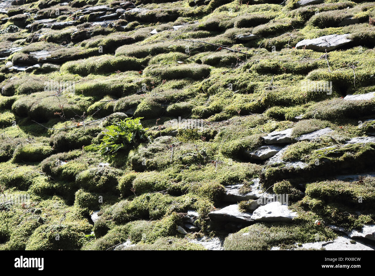 A typical rural lodge roof made with moss and lichens covered tiles during a sunny summer in the Piedmont Alps mountains, Italy Stock Photo