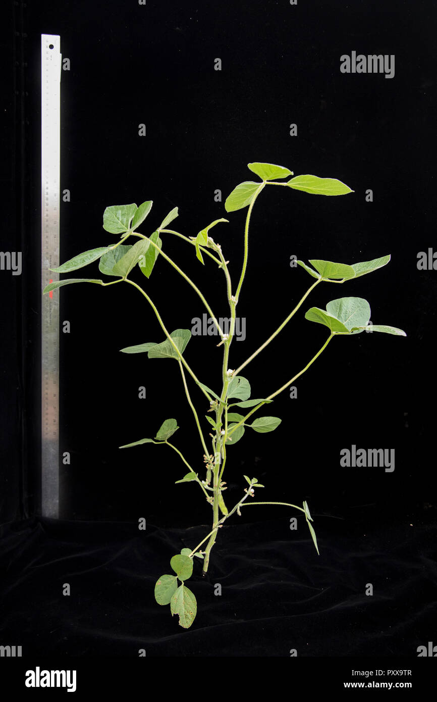 Soybean Growth Stages R3