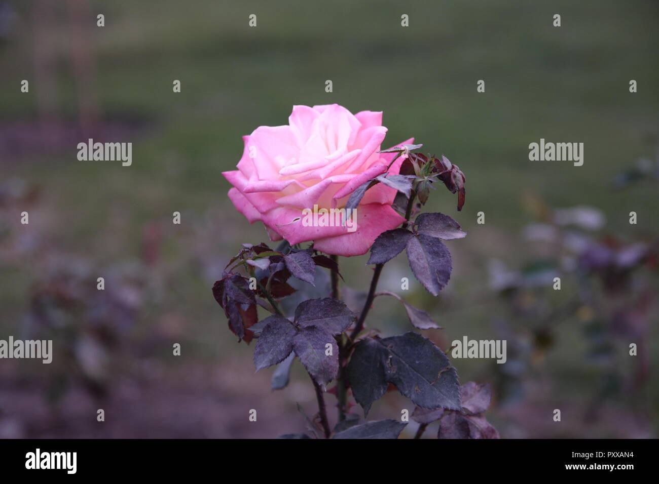 Flower Pink in Pakistan Stock Photo