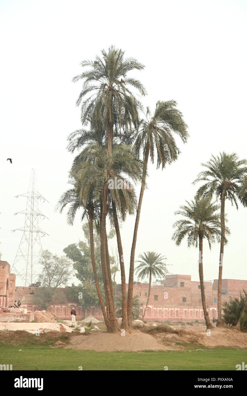 Palm trees Stock Photo