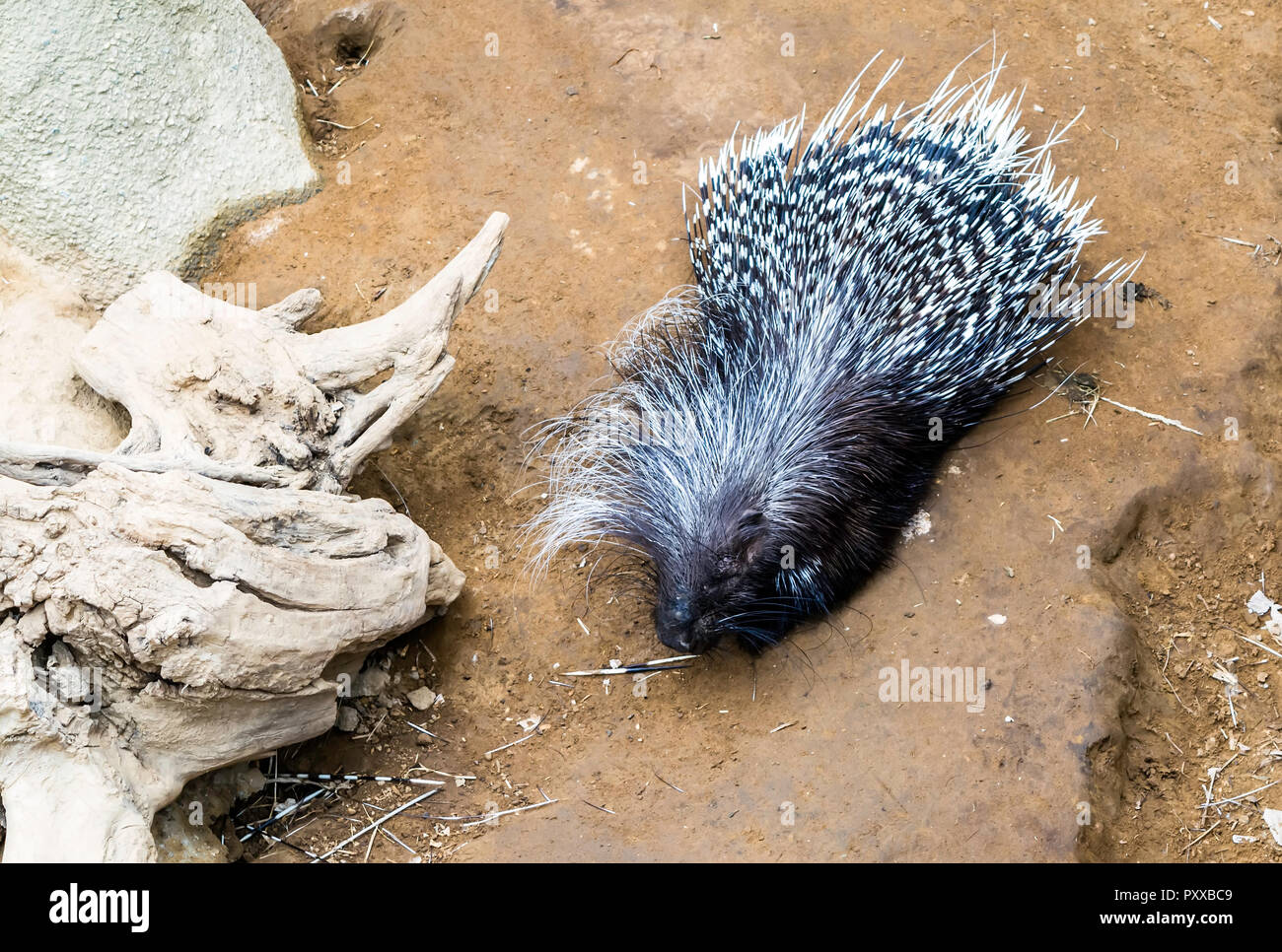 Cape porcupine or South African porcupine (Hystrix africaeaustralis) is a species native to central and southern Africa. Stock Photo