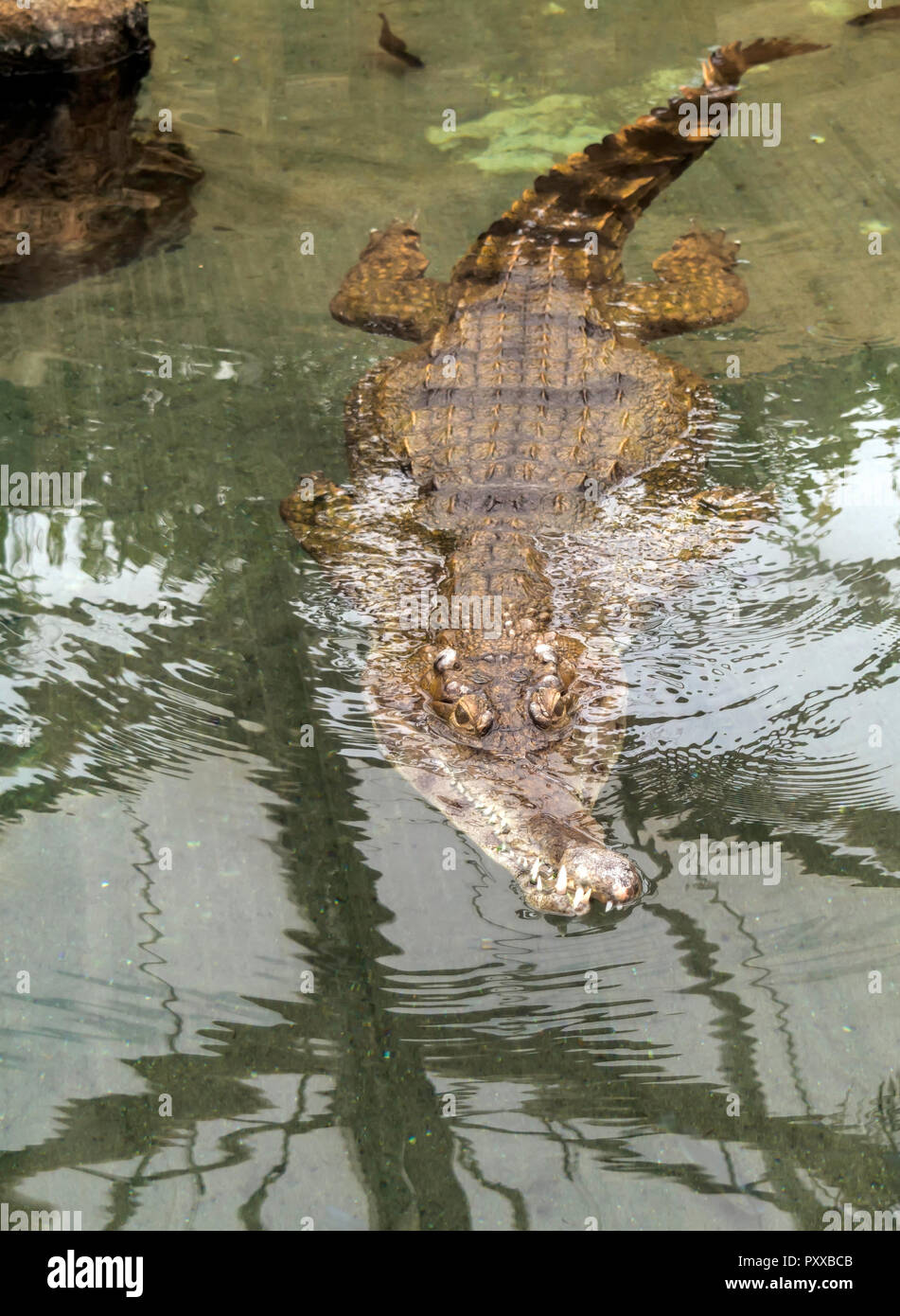 Крокодилы в соленой воде. Крокодил в воде. Крокодил плывет. Крокодил под водой. Крокодилы плавают или ходят.