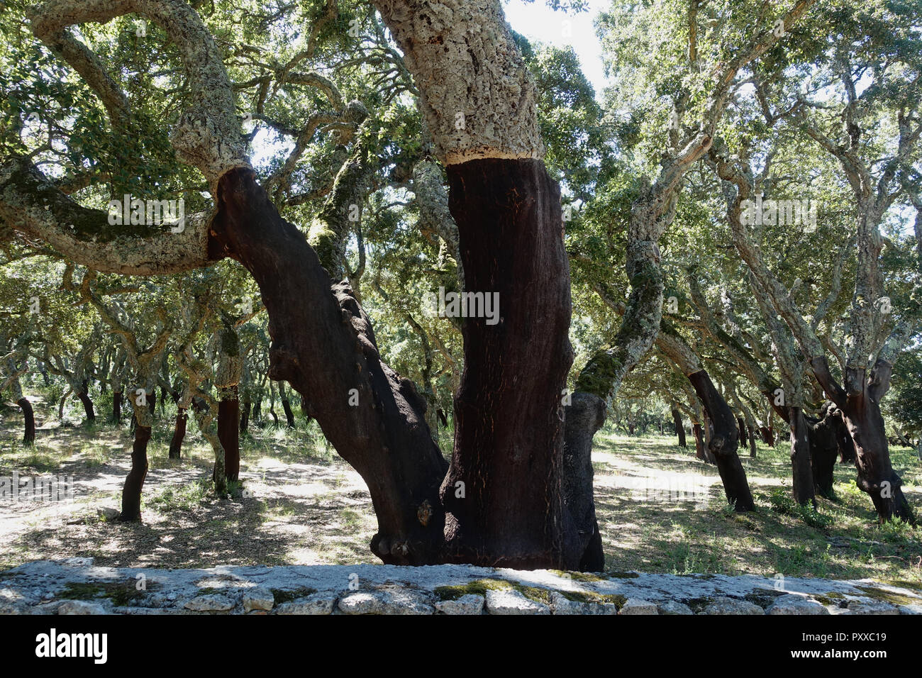 Cork tree woods in northern Sardinia Italy Stock Photo Alamy