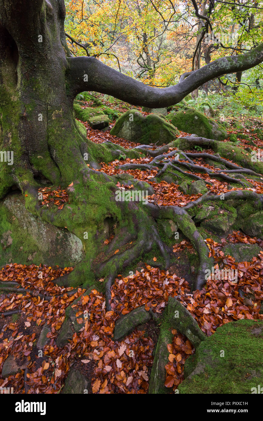 Creeping roots hires stock photography and images Alamy