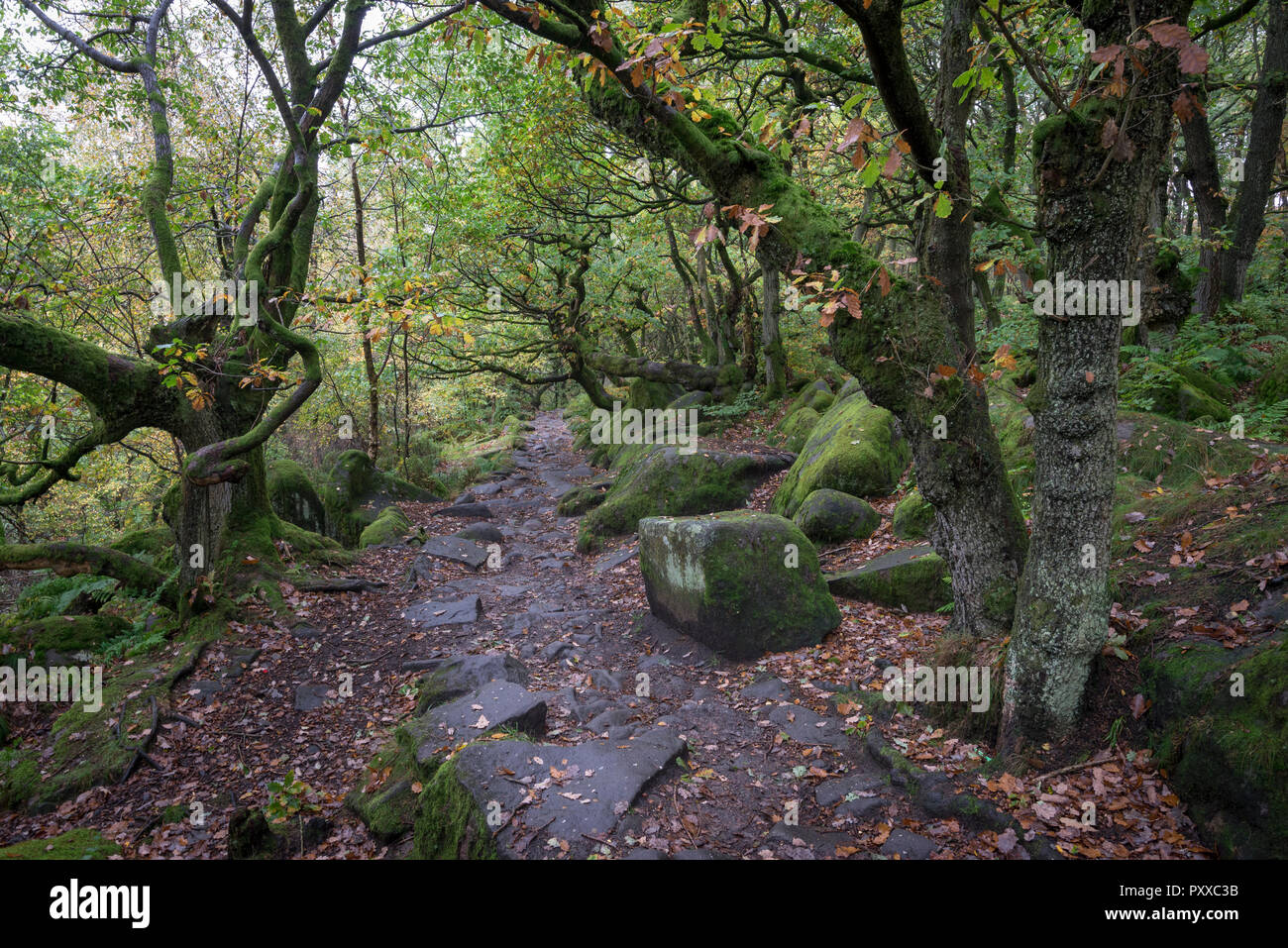 Fooptath through the woods at Padley Gorge in the Peak District national park, Derbyshire, England. Stock Photo
