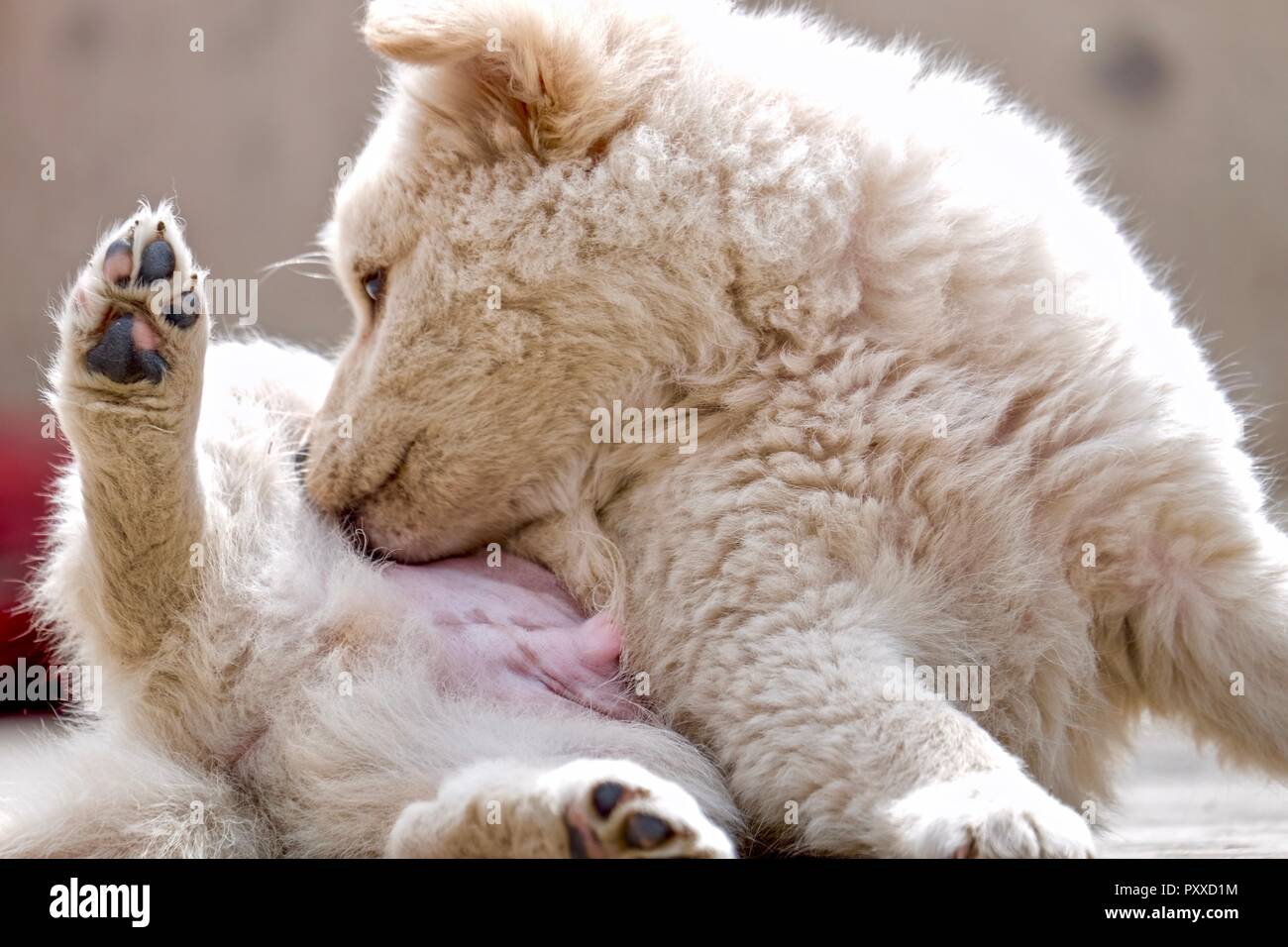 A golden retriever puppy playing and doing activities Stock Photo Alamy