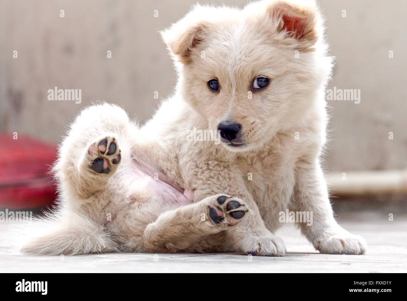 A golden retriever puppy playing and doing activities Stock Photo Alamy