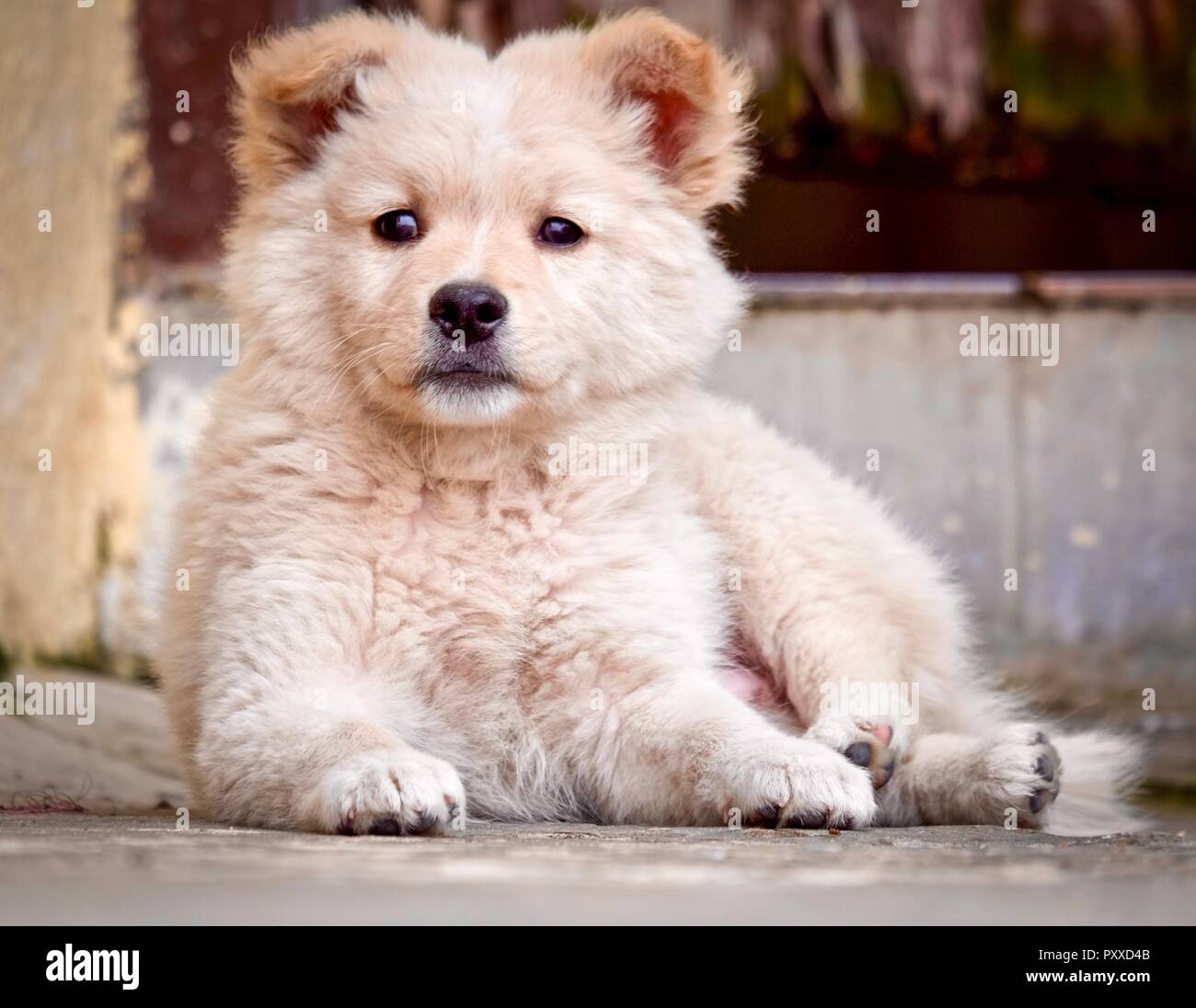 Golden retriever puppy happy hires stock photography and images Alamy