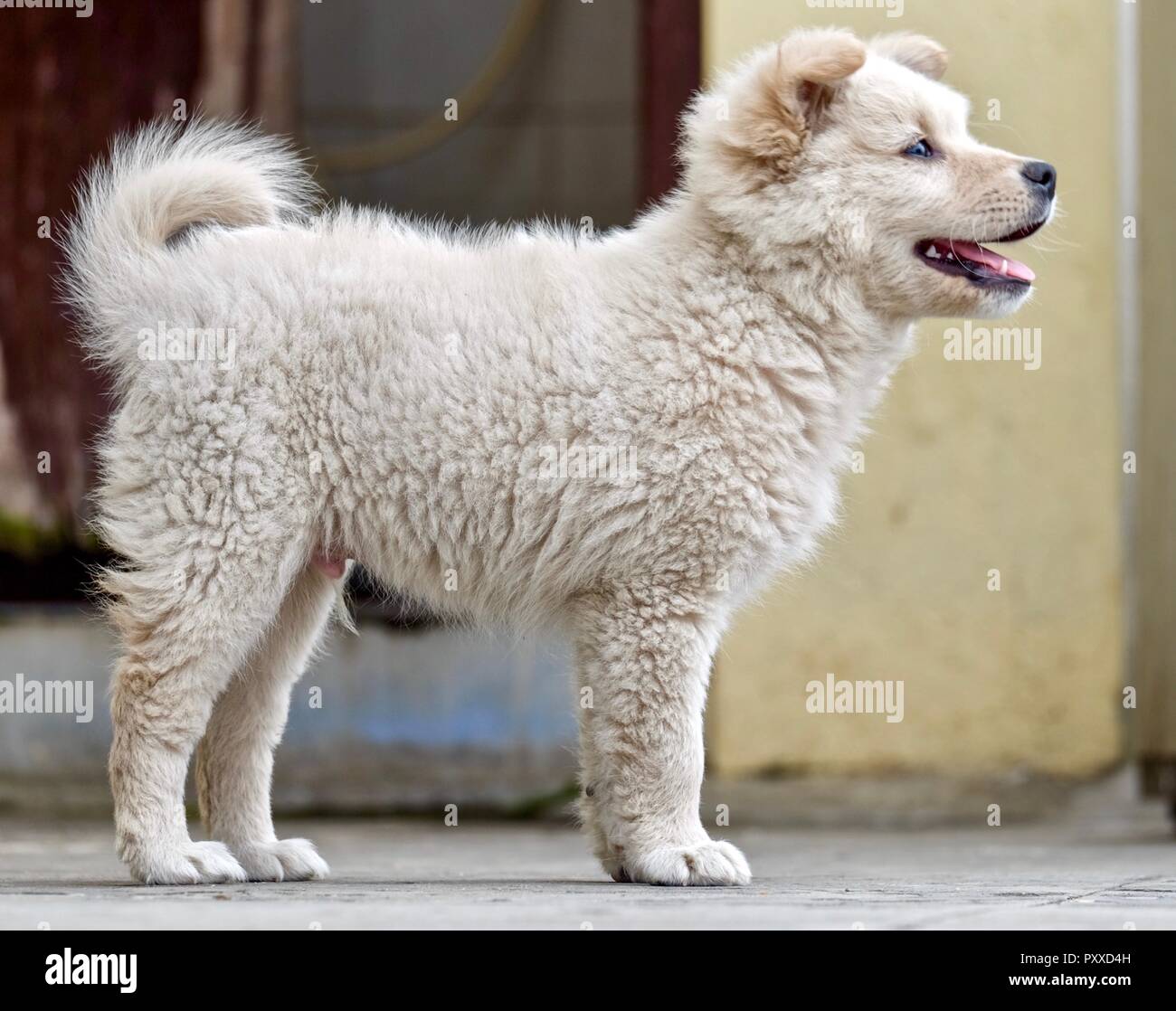 Golden retriever puppy happy hires stock photography and images Alamy