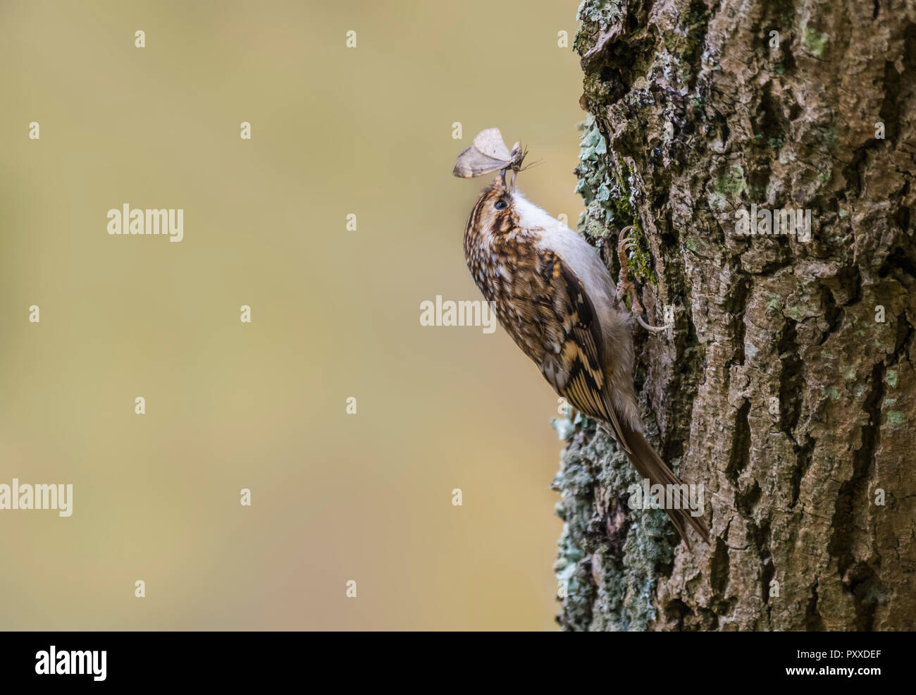 Eurasian Treecreeper bird (Certhia familiaris) climbing up a tree trunk eating a butterfly (insect) in Autumn in West Sussex, UK. Stock Photo