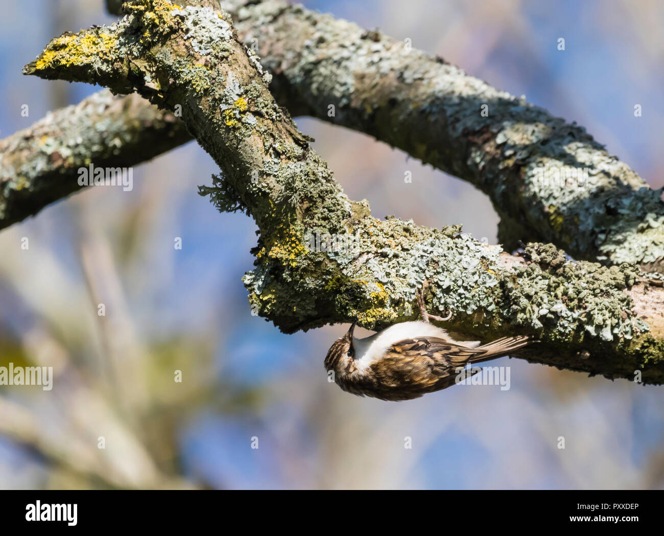 Eurasian Treecreeper bird (Certhia familiaris) hanging upside down on a tree branch in Autumn in West Sussex, England, UK. Stock Photo