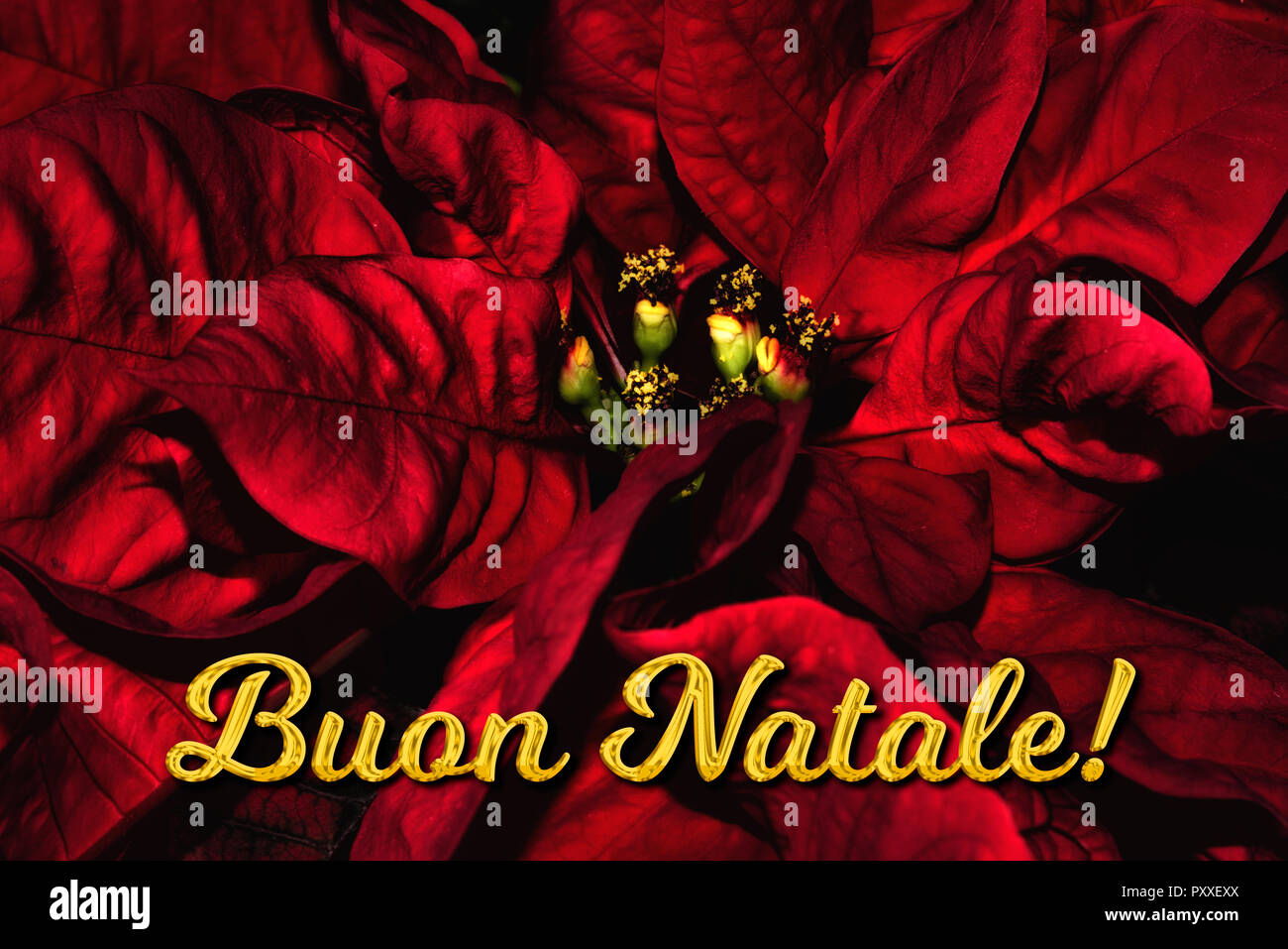 Buon Natale Greetings Italian.The Italian Text Buon Natale Means Merry Christmas Which Is In Front Of A Red Poinsettia The Perfect Holiday Season Greetings Card Stock Photo Alamy