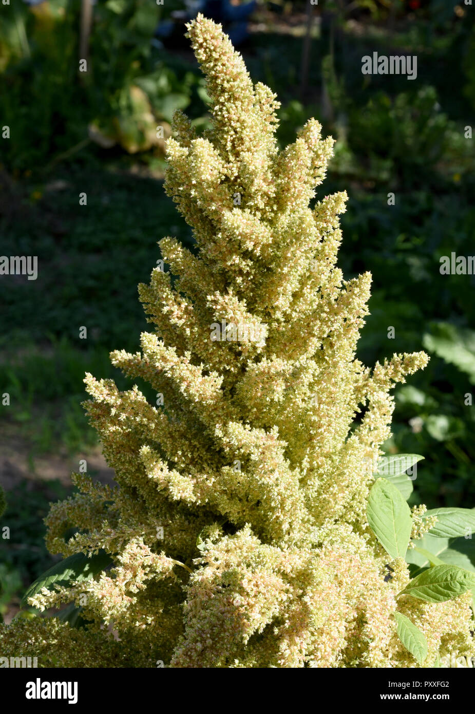 Fuchsschwanz, Amaranthus, Caudatus, Amarant Stock Photo