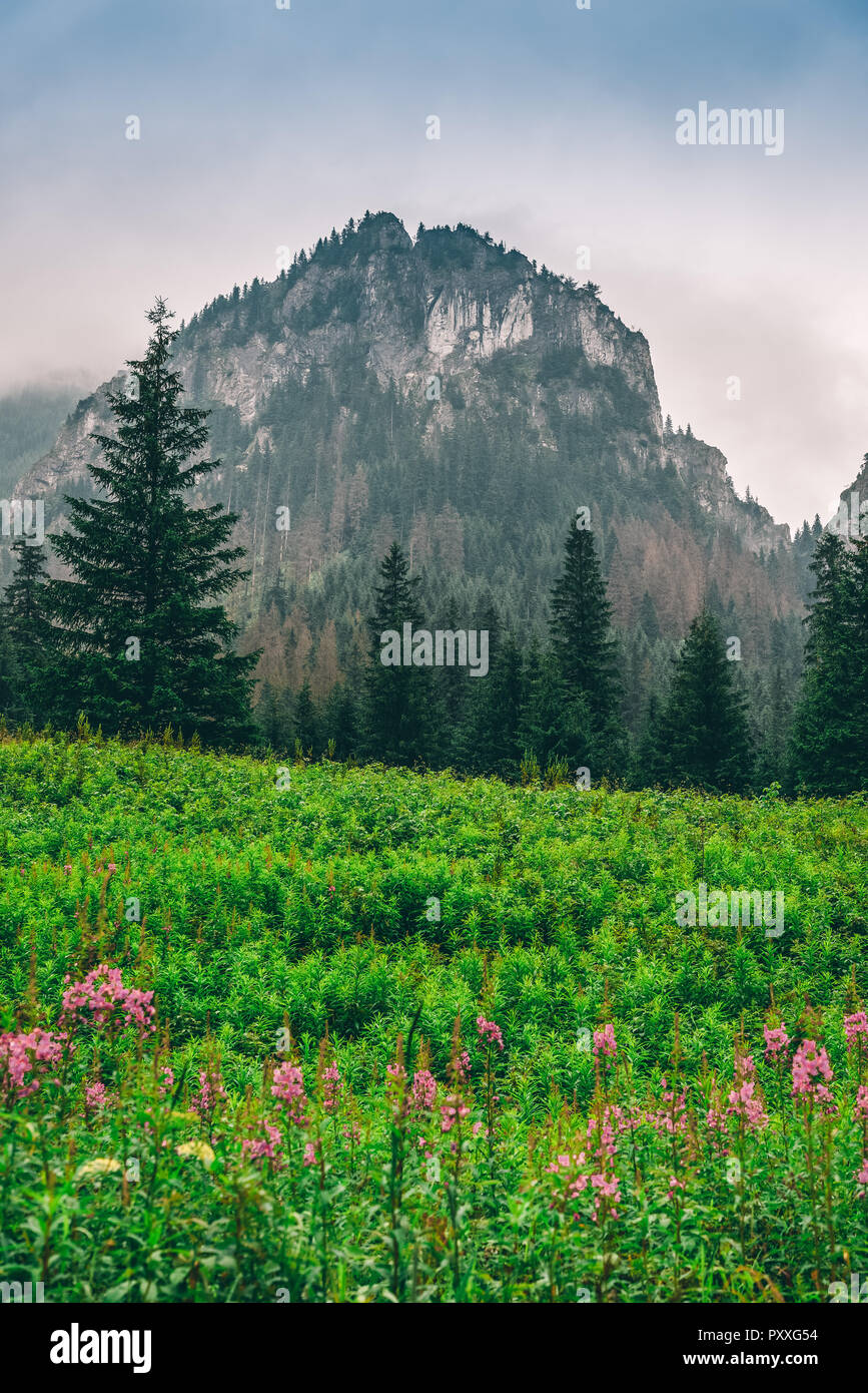 Spring flowers mountain scenery hi-res stock photography and images - Alamy