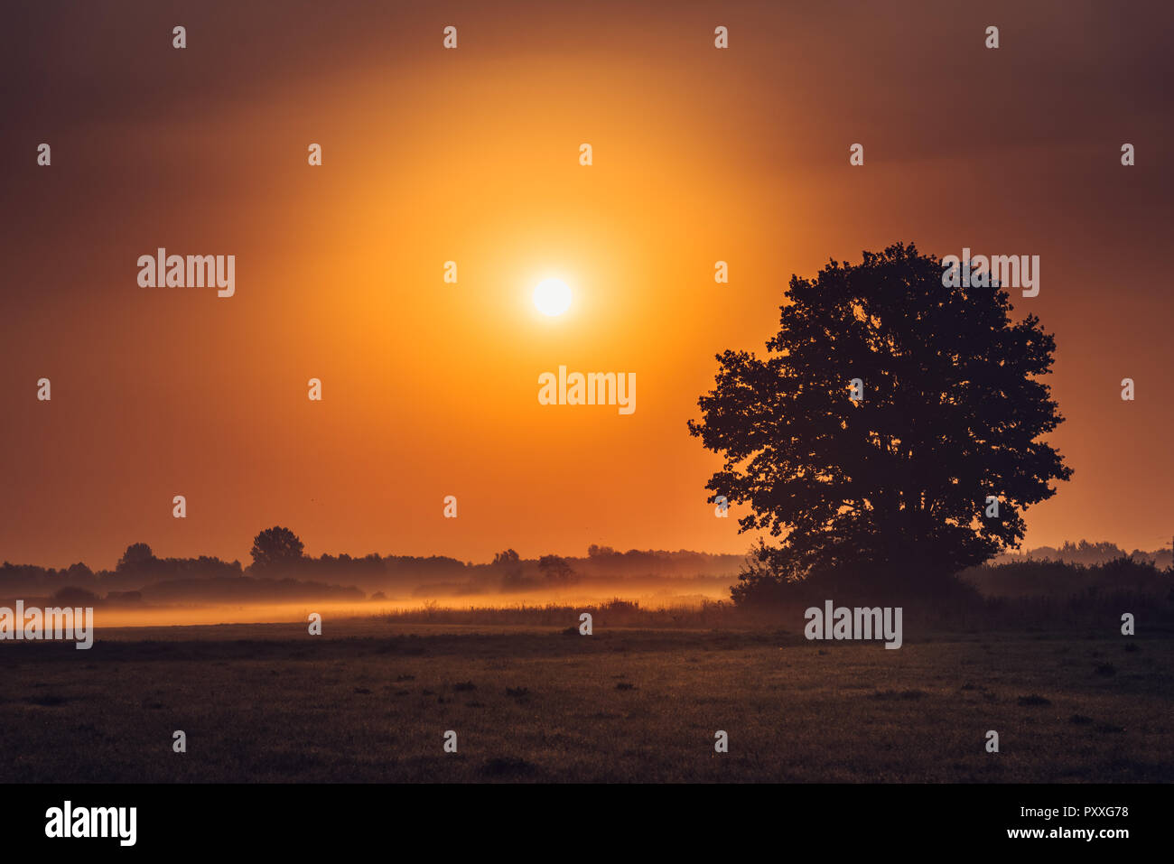 Oak tree sunrise silhouette hi-res stock photography and images - Alamy