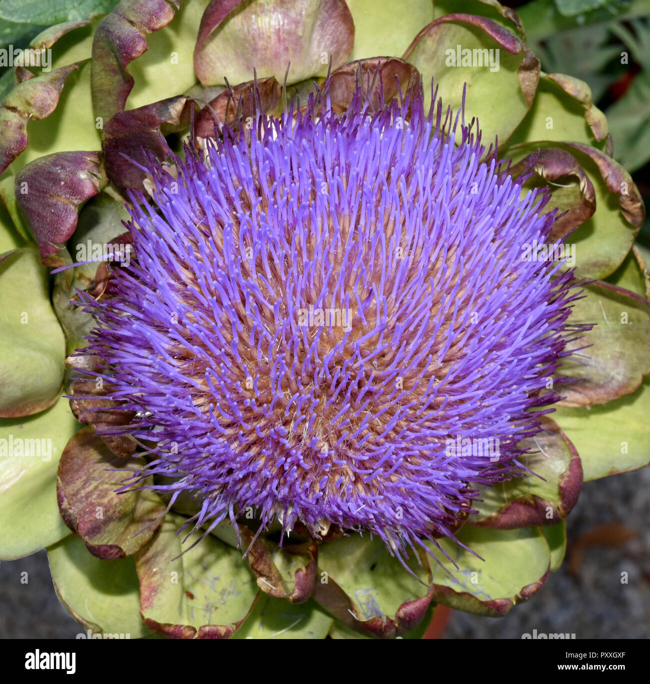 Artischocke, Cynara, scolymus, Gemuese, Heilpflanze Stock Photo