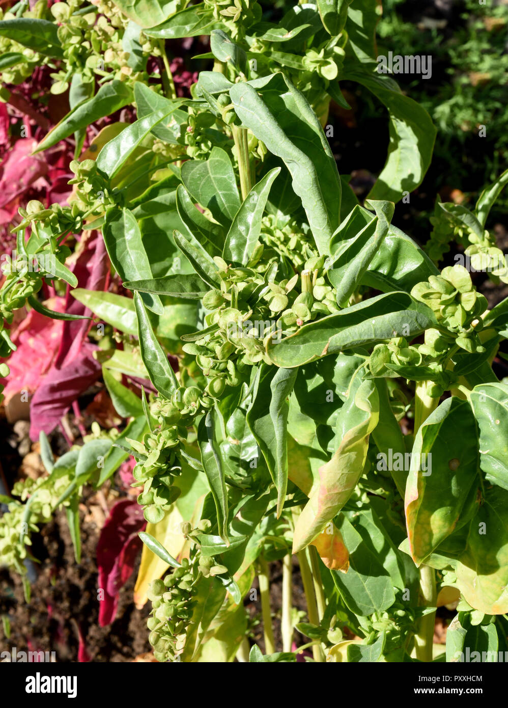 Gartenmelde, gruen, Atriplex, hortensis Stock Photo