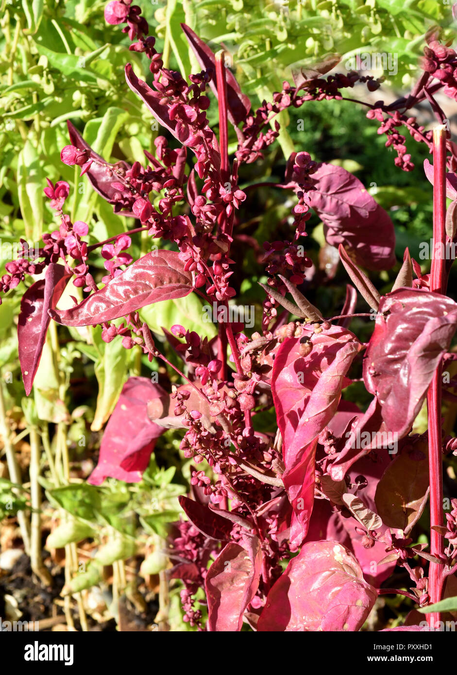 Gartenmelde, Rot, Atriplex, hortensis Stock Photo