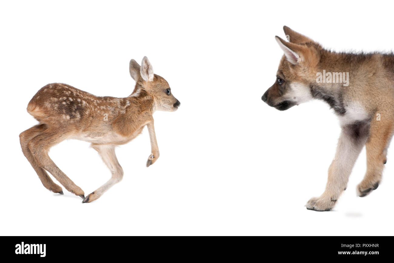 Interplay between Roe deer fawn and Eurasian Wolf, against white background, studio shot Stock Photo