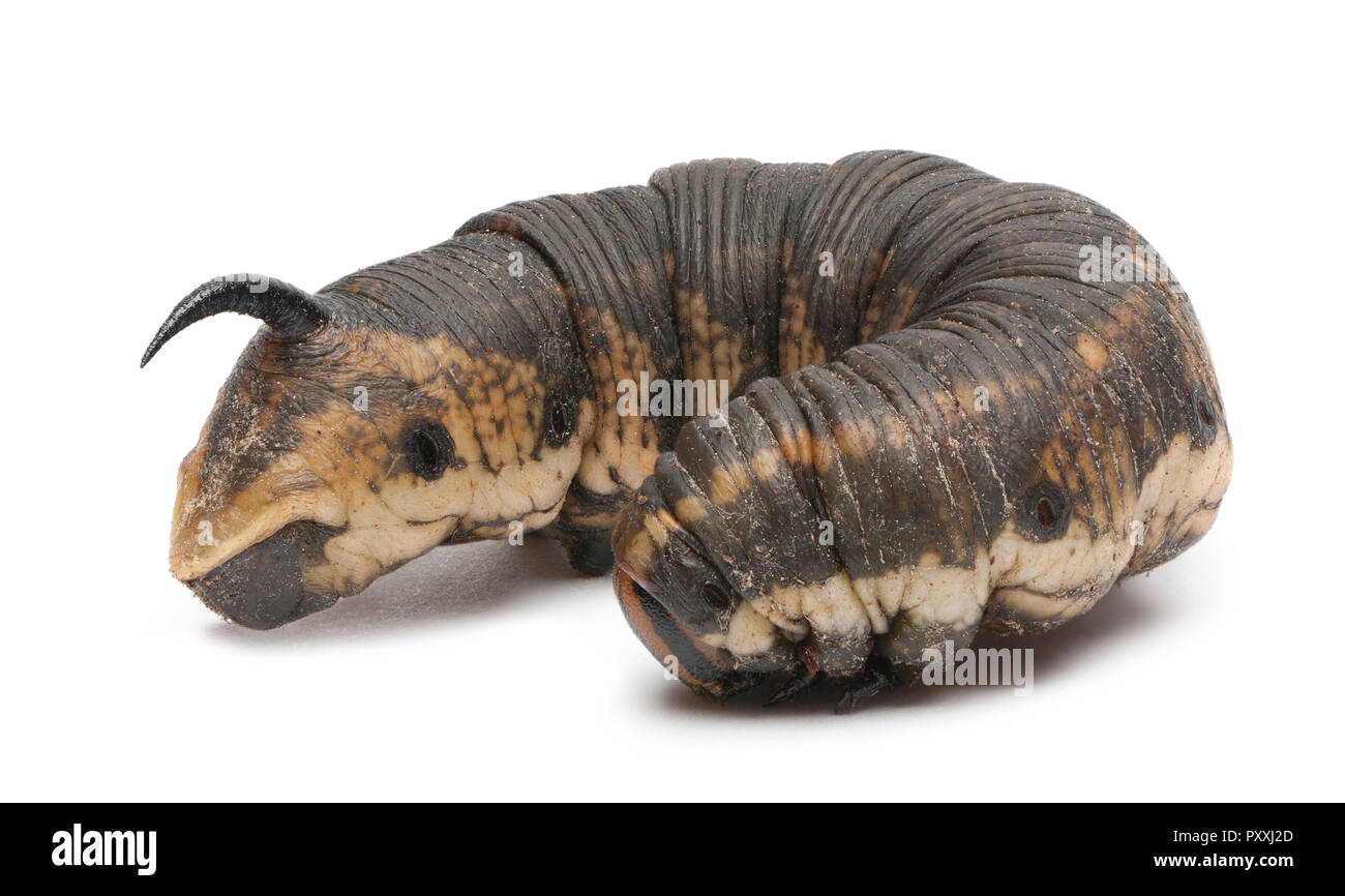 Convolvulus Hawk-moth, Agrius convolvuli, caterpillar against white background Stock Photo