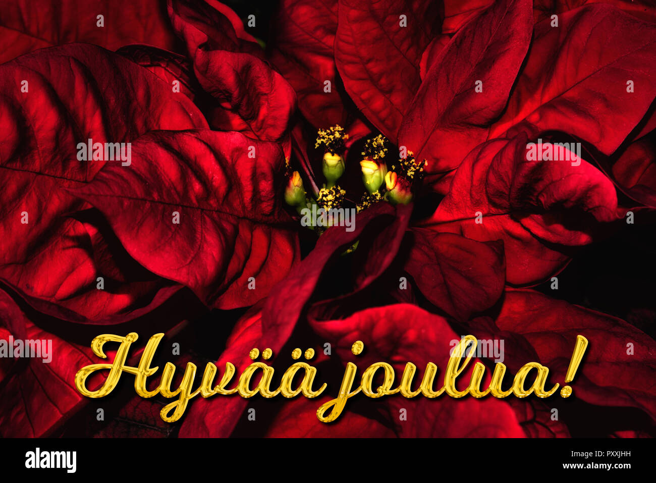 The Finnish text "Hyvää joulua" means "Merry Christmas", which is in