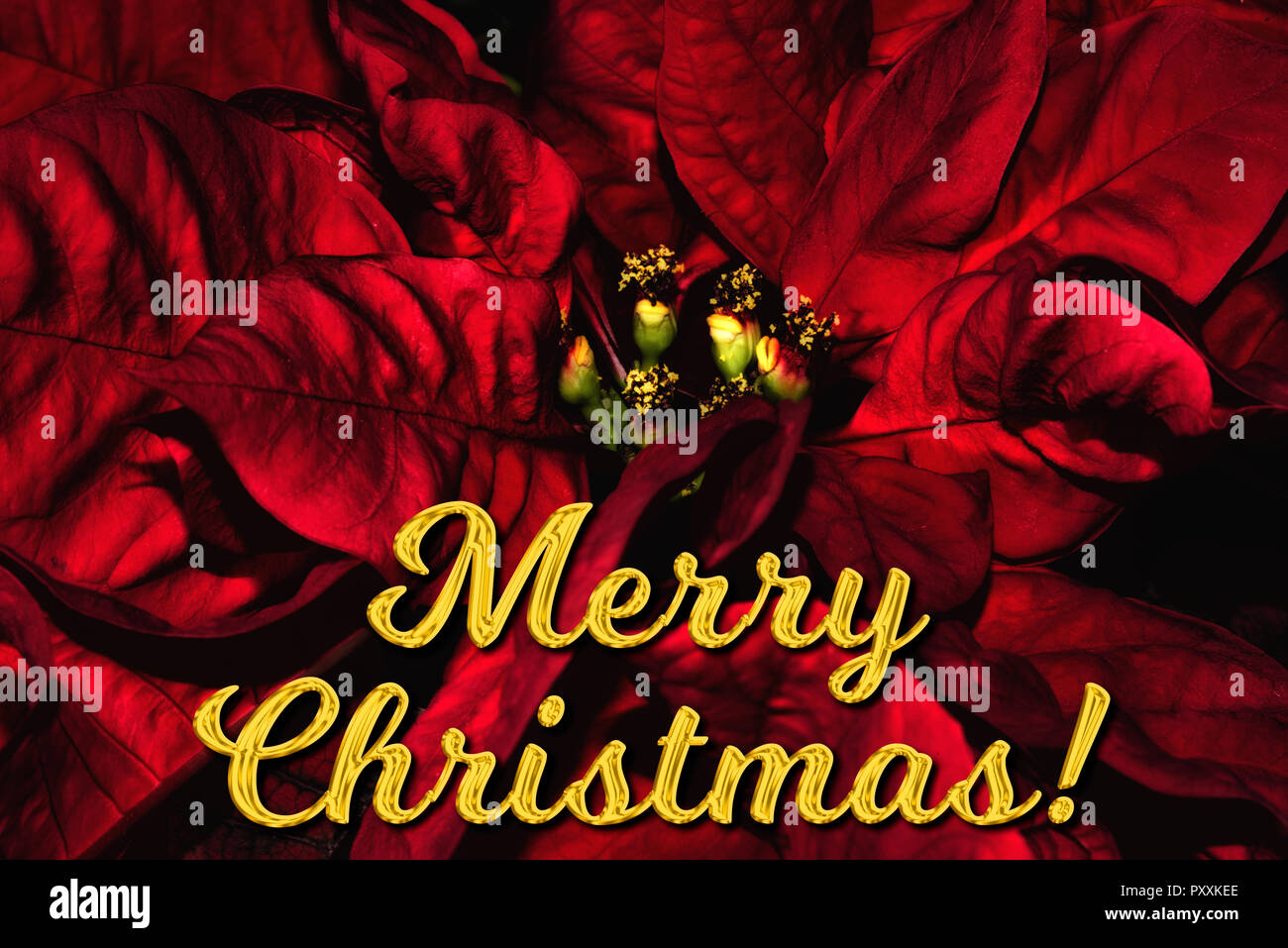 English text 'Merry Christmas' in front of a red poinsettia. The perfect holiday season greetings card. Stock Photo