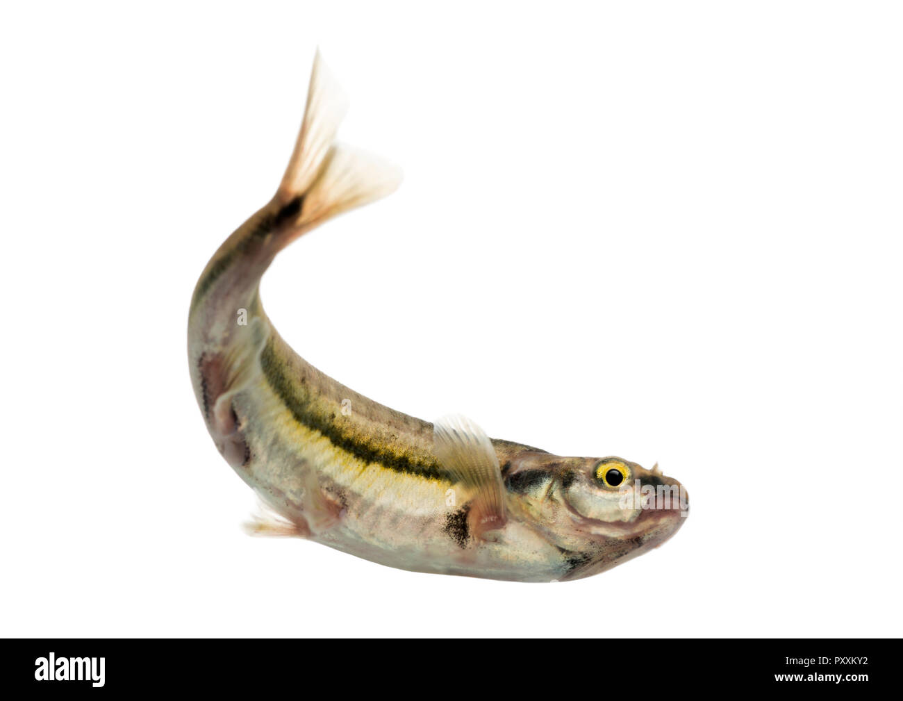 Eurasian minnow swimming, viewed from below, Phoxinus phoxinus, isolated on white Stock Photo