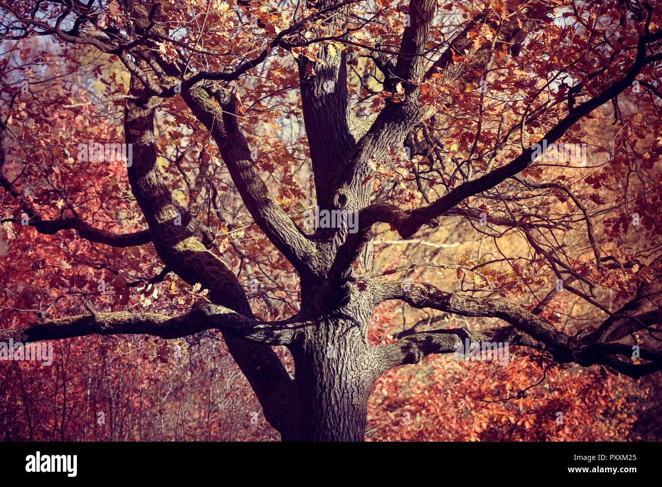 Oak tree orange foliage hi-res stock photography and images - Alamy