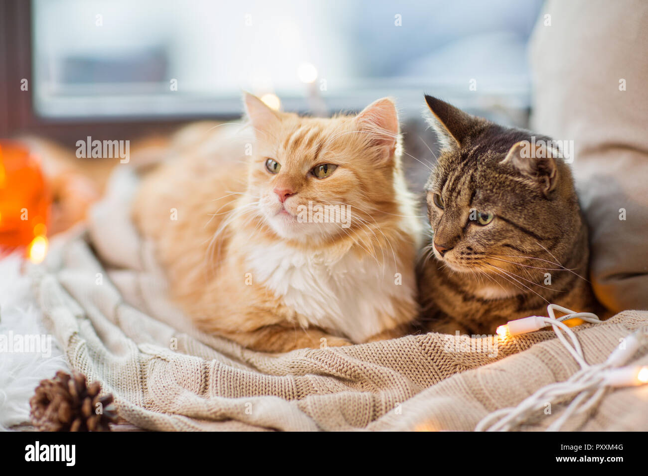 two cats lying on window sill with blanket at home Stock Photo Alamy