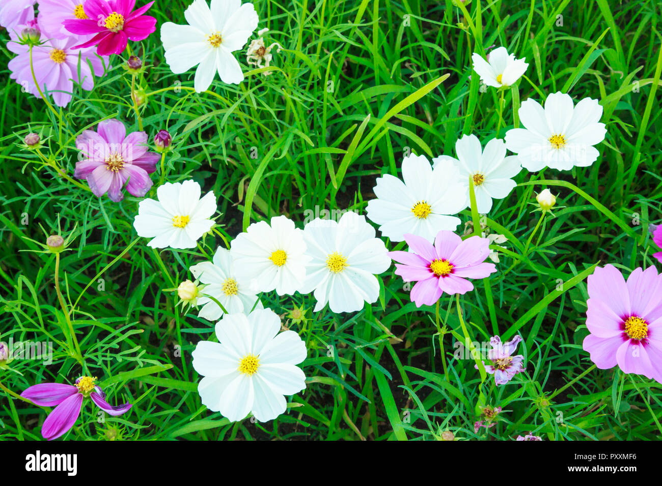 Beautiful and colorful natural summer cosmos flowers on green grass field background. Cosmos