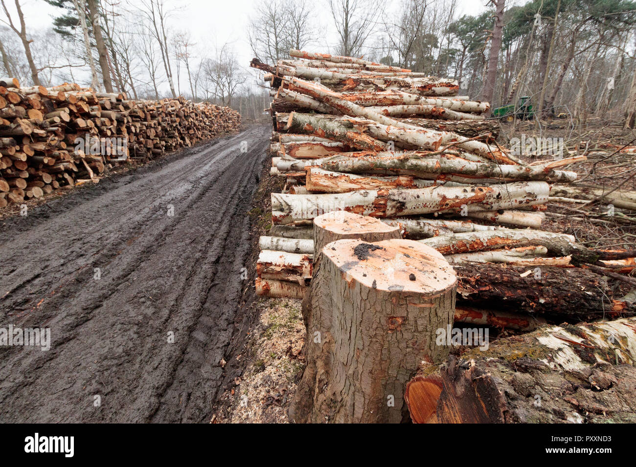 Mechanised tree felling operations in broadleaf woodland. Surrey, UK. Stock Photo