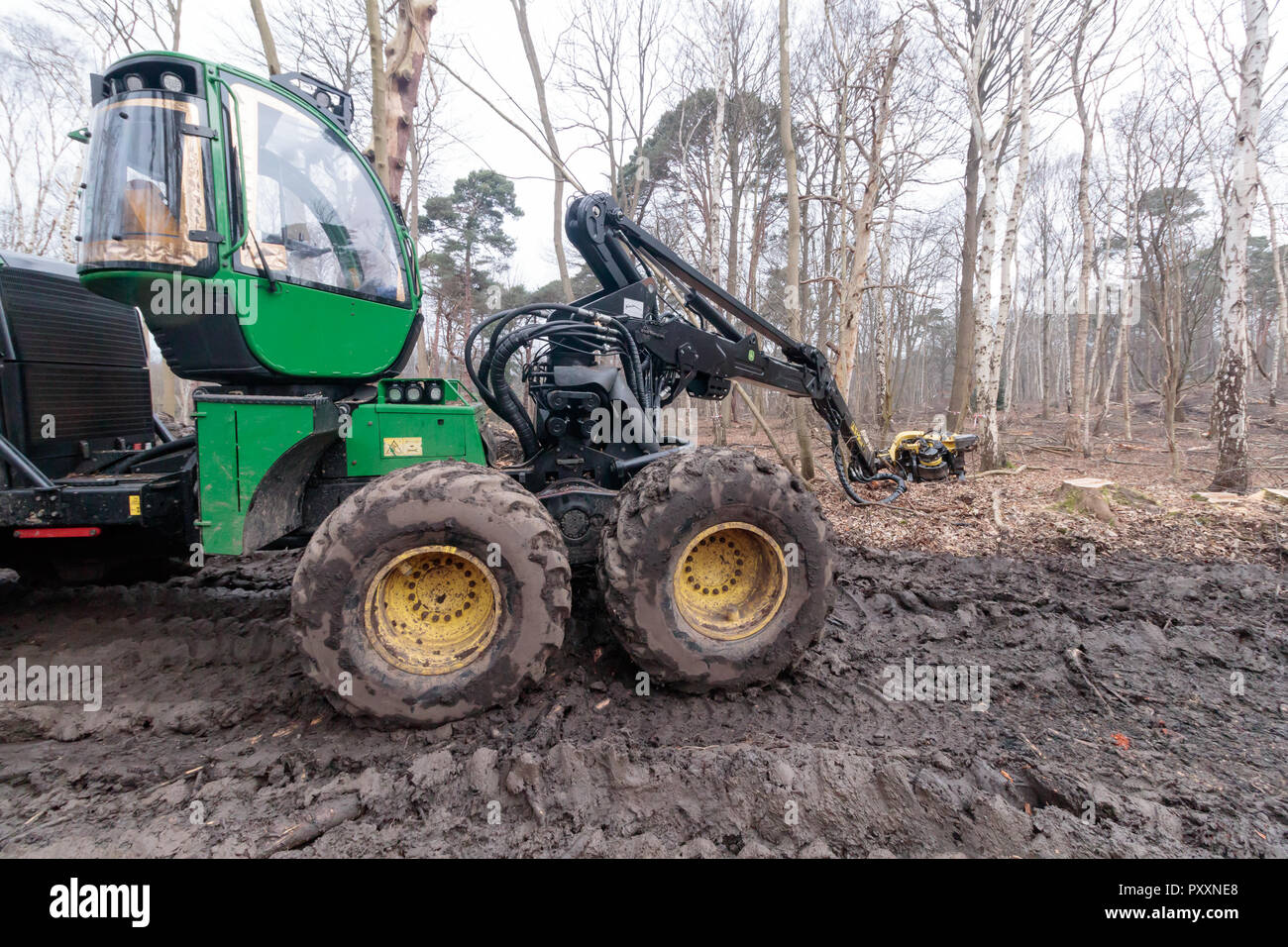 Mechanised tree felling operations in broadleaf woodland. Surrey, UK ...