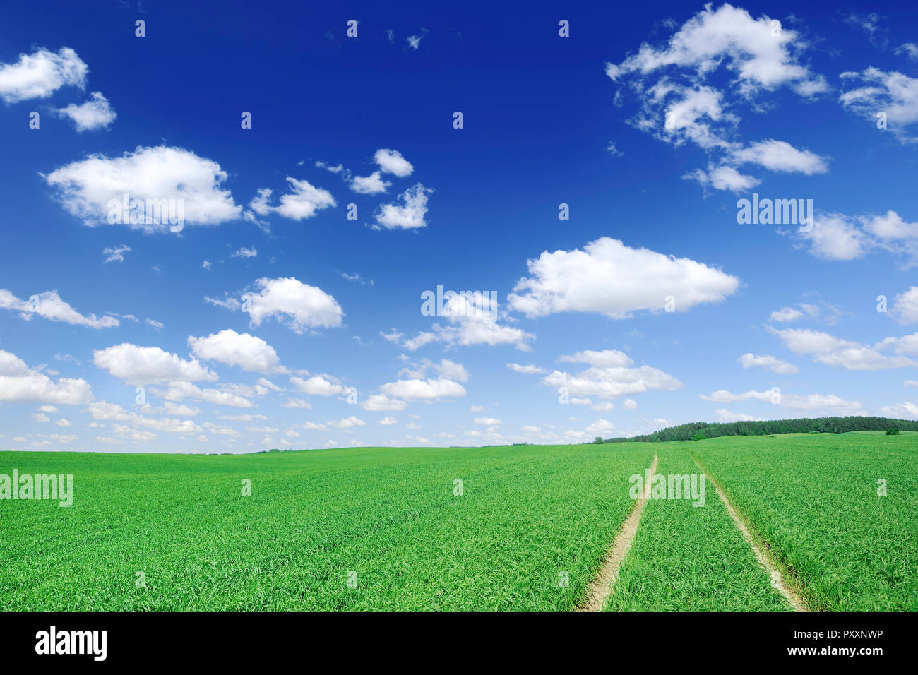 Landscape, dirty road among green fields, blue sky and white clouds in ...