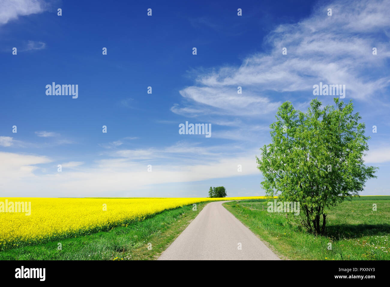 Road among green fields, blue sky and white clouds in the background ...