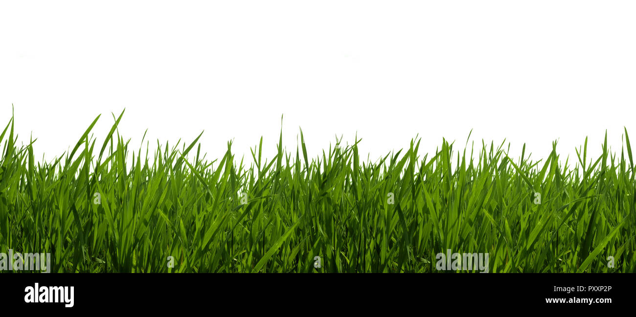Fresh green grass on a white background, isolated Stock Photo - Alamy