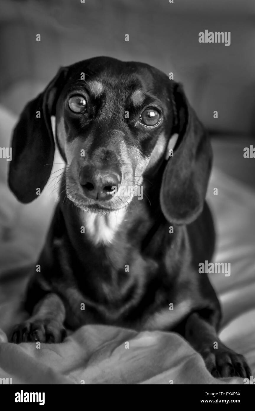 White dachshund hi-res stock photography and images - Alamy