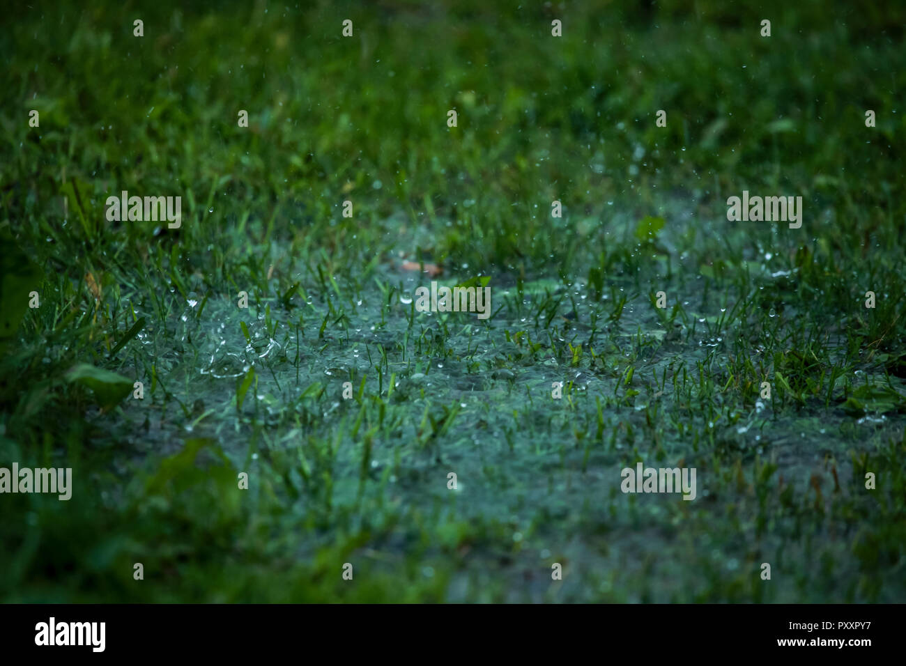 Summer thunderstorm rain refreshing nature meadow. Stock Photo