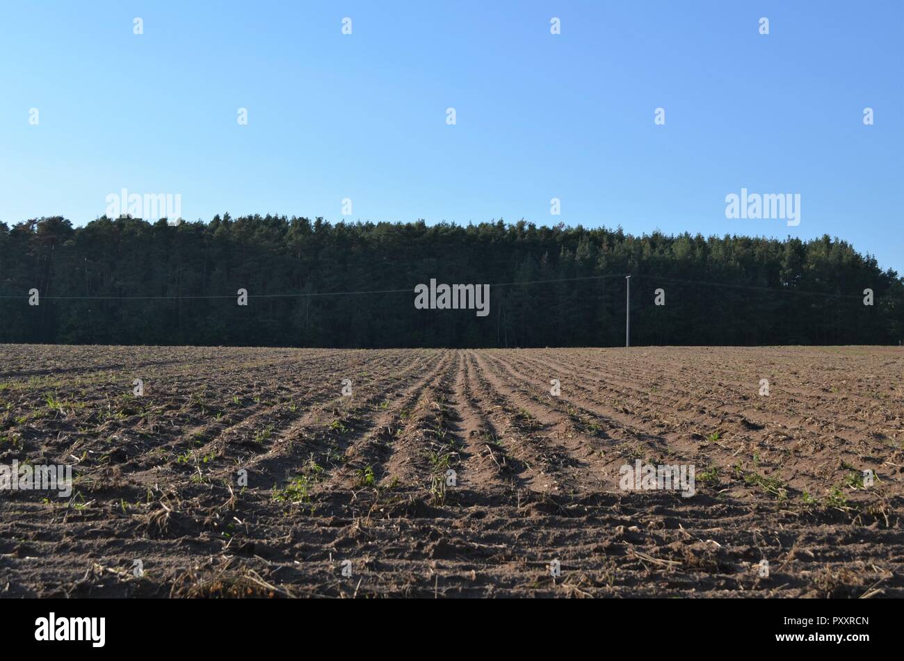 brown wide field with symmetric straight horizontal and vertical lines as symbol for agriculture, farming, labour with small plants Stock Photo