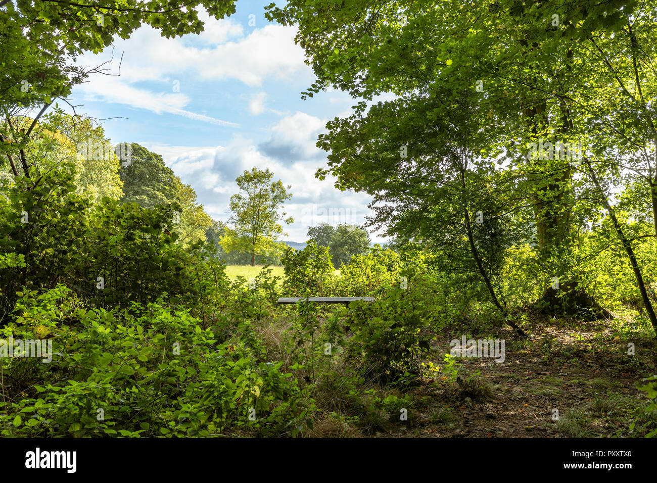 English woodland scenic landscape with trees in summer foliage Stock