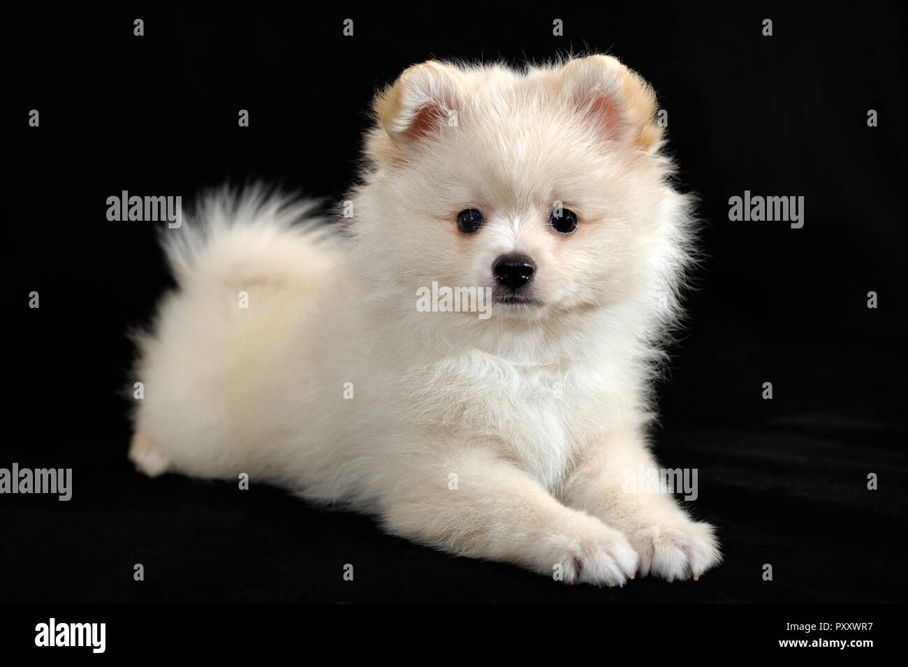 Cream Cute Pomeranian Spitz Puppy Stock Photo