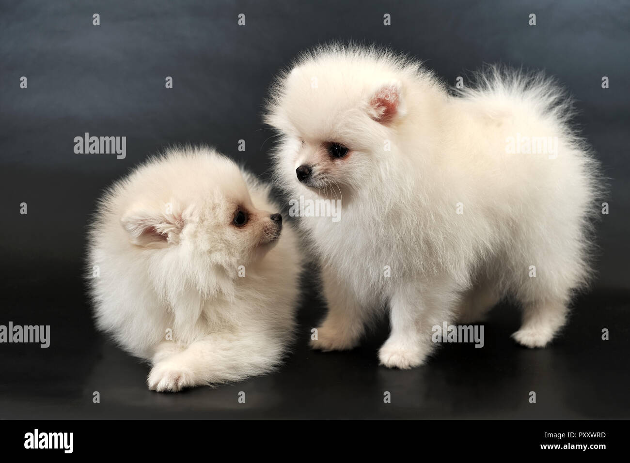 Pair of long haired white Pomeranian Spitz puppies Stock Photo