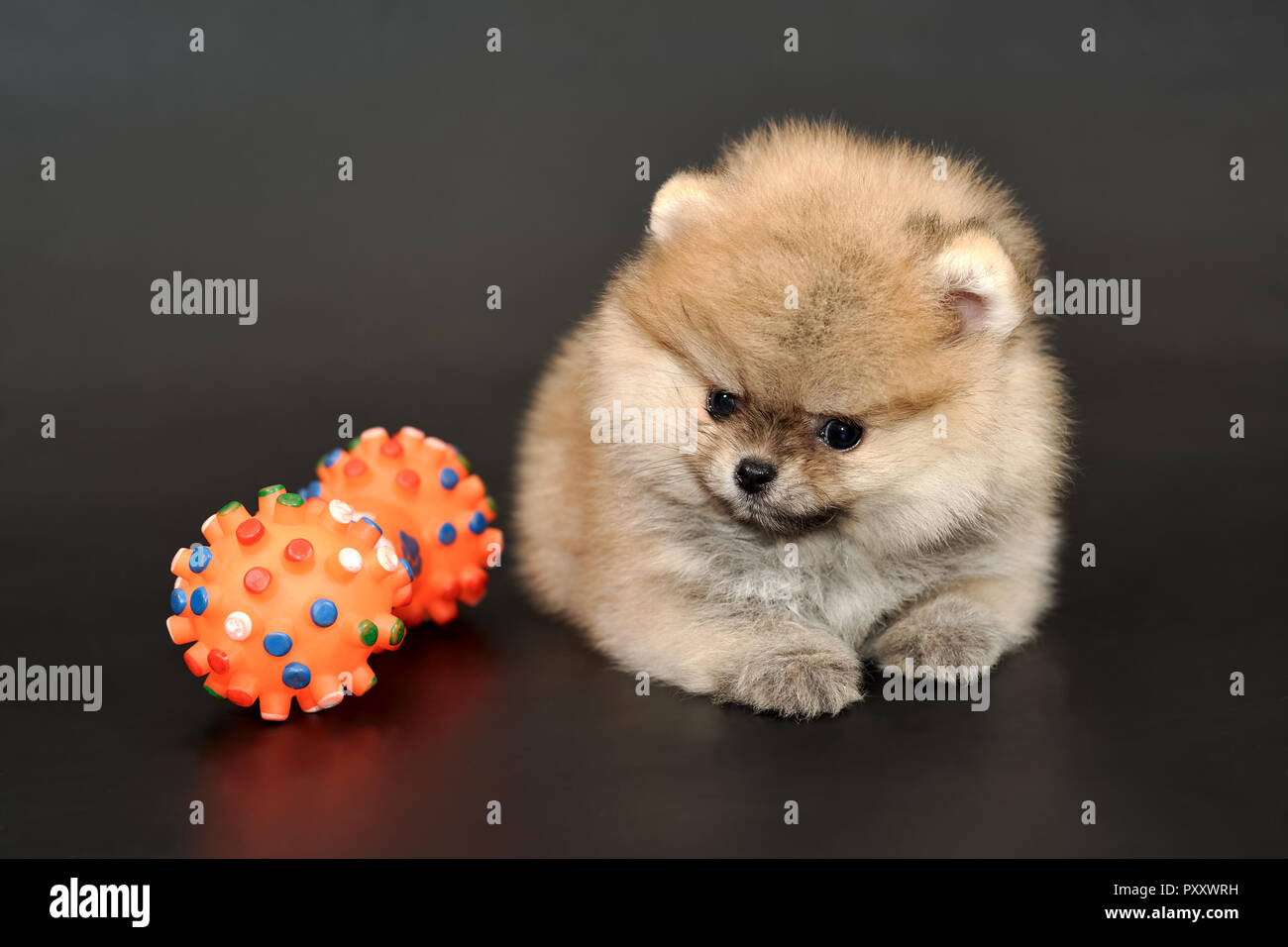Portrait of the long haired red-sable colored miniature Pomeranian Spitz puppy with colorful bone shape chewing toy on a black isolated background.  P Stock Photo