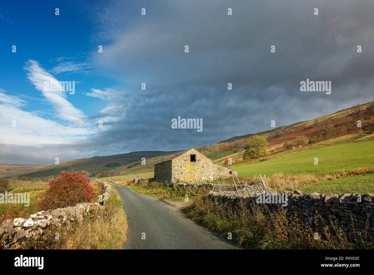 Yorkshire stone barn in autumn with a tree ladened with red berries, Littondale, Yorkshire Dales, UK Stock Photo