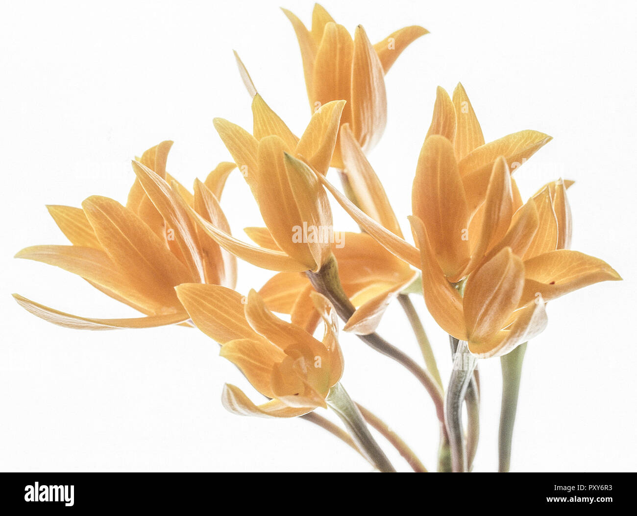 Orchidee, Cattleya aurantiaca, orange Stock Photo