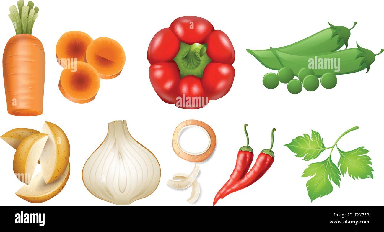Different types of fresh vegetables illustration Stock Vector