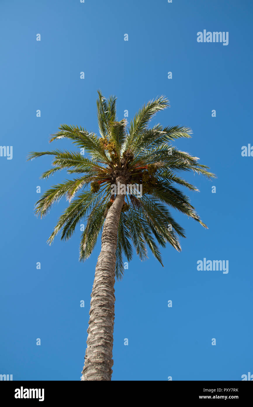palm tree, seen from below Stock Photo