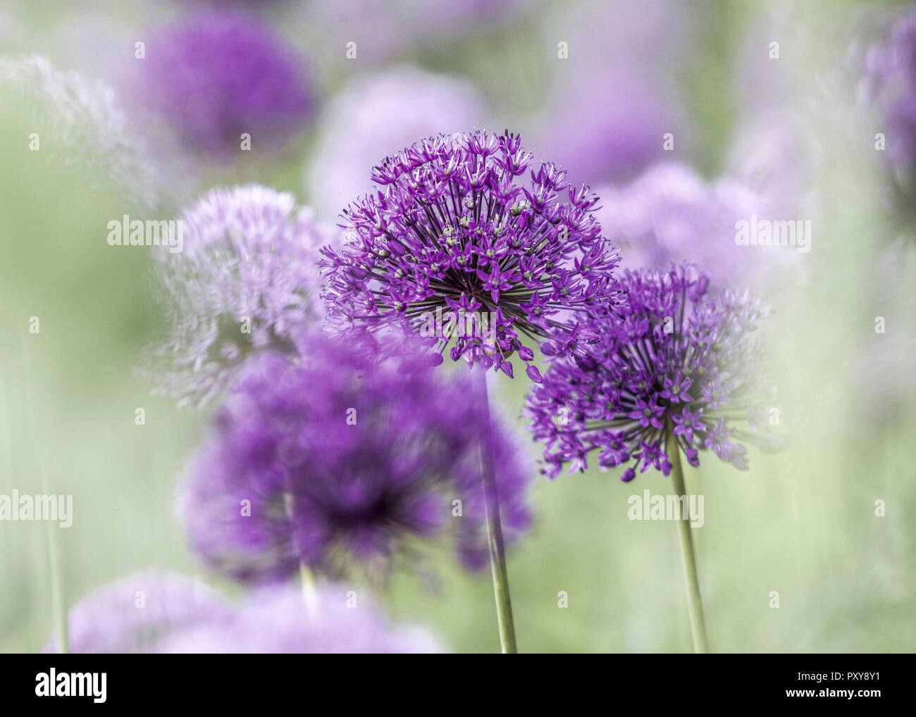 Zierlauch, violette Blueten Stock Photo