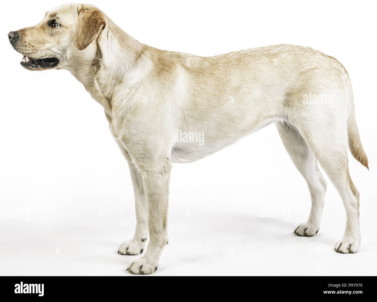 Hund, Labrador Retriever, stehend Stock Photo