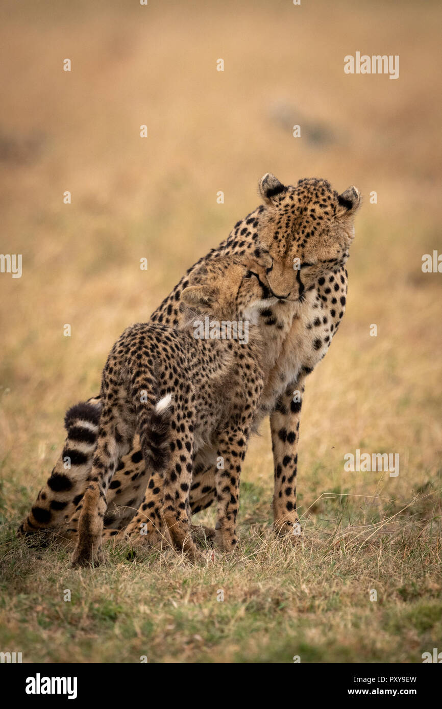 Cat nuzzles hires stock photography and images Alamy